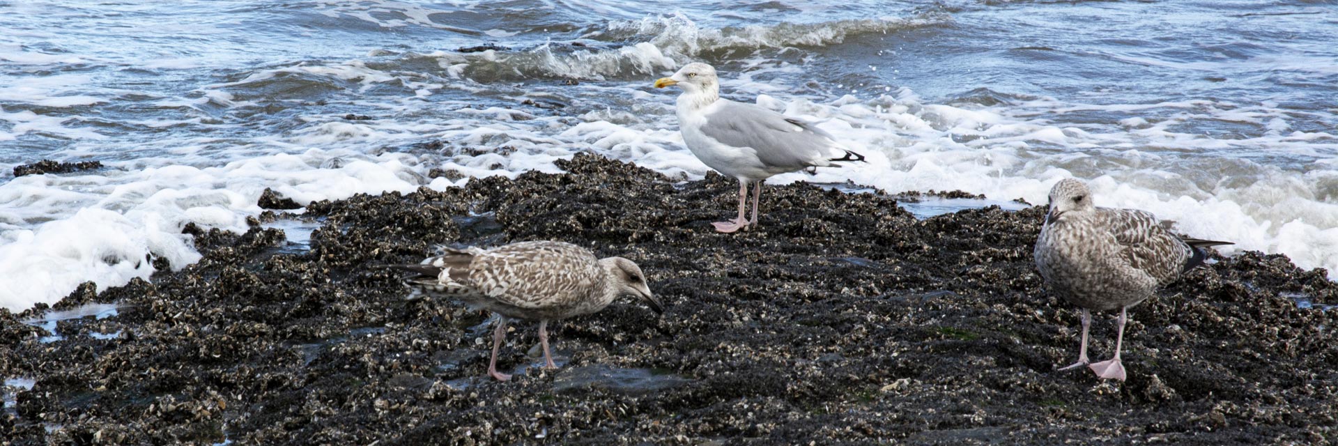 Belegungspläne Ferienwohnung Langeoog